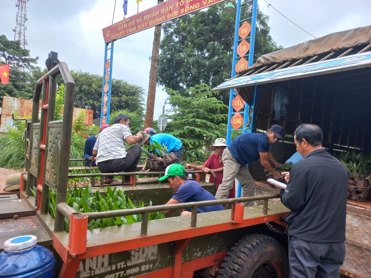 36.580 cây cau được trồng làm hàng rào cho vườn cà phê tại các xã Ea Tul, Ea M’nang, Ea h’đing và thị trấn Quảng Phú