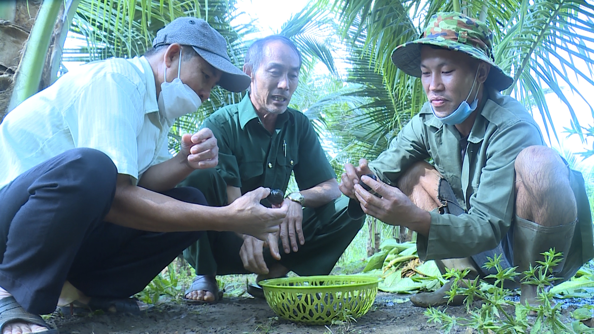 Nuôi ốc nhồi (ốc bươu đen) thương phẩm, hướng phát triển kinh tế mới ở xã Quảng Hiệp