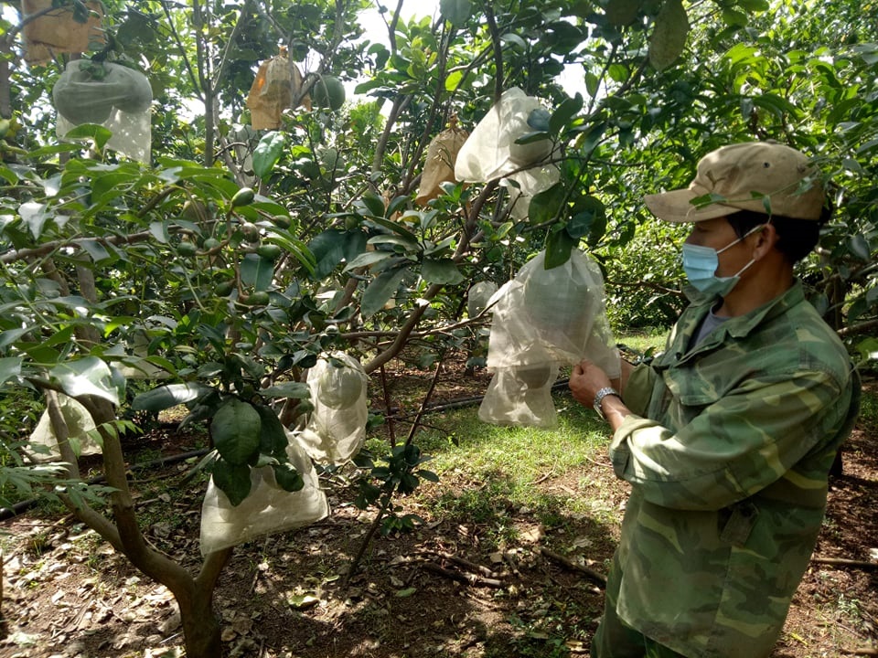 Phát triển kinh tế từ mô hình đa cây của gia đình anh Đỗ Văn Cường ở thôn 2, xã Ea Kiết