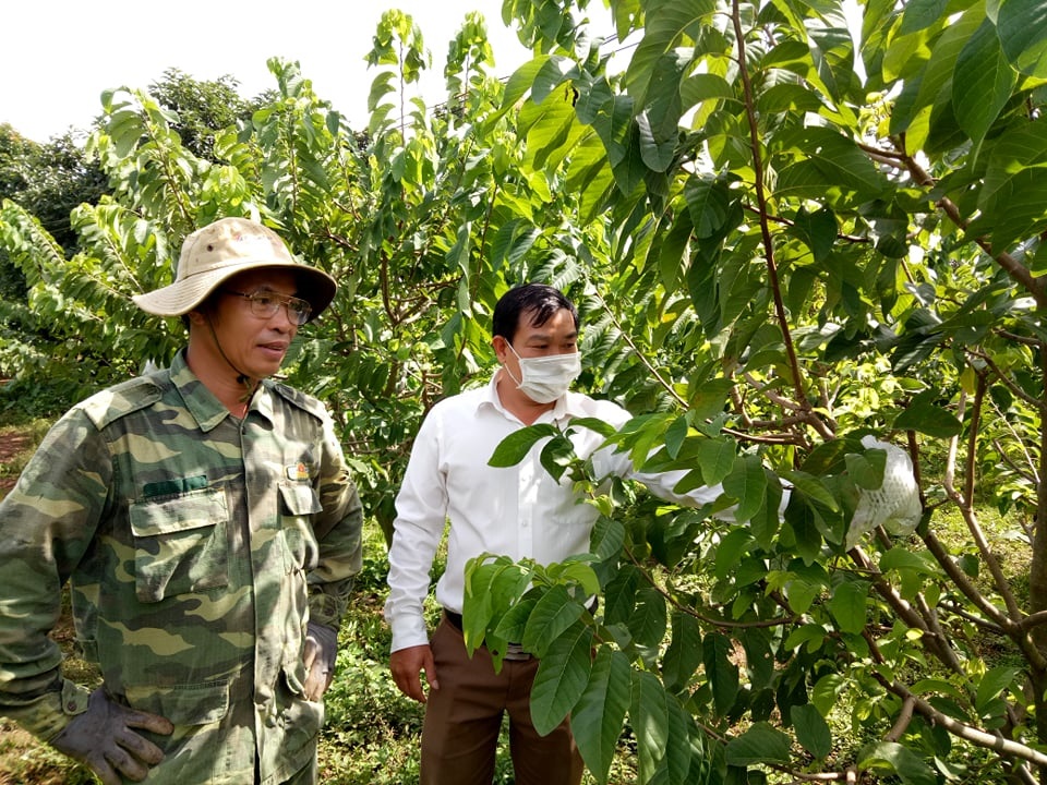 Hiệu quả bước đầu từ mô hình trồng na Thái của gia đình anh Võ Đăng Giáp ở thôn Tân Sơn xã Ea Drơng