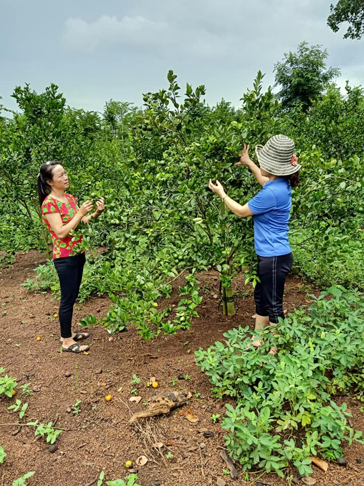 Chị Nông Thị Rạy – phát triển kinh tế từ vườn cây ăn quả