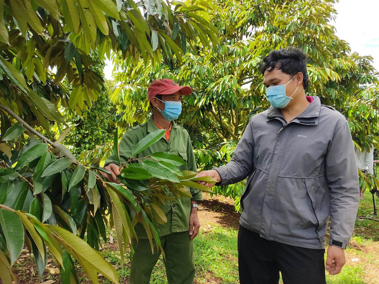 Xã Ea Tar tích cực chuyển đổi cơ cấu cây trồng, định hướng sản xuất nông nghiệp cho nhân dân