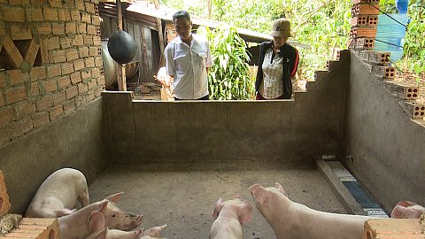 Huyện Cư M'gar chủ động và khẩn trương trong công tác phòng chống dịch tả lợn châu Phi