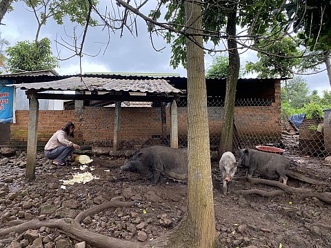 Chị H'Ức ÊBan thoát nghèo từ mô hình nuôi heo rừng lai