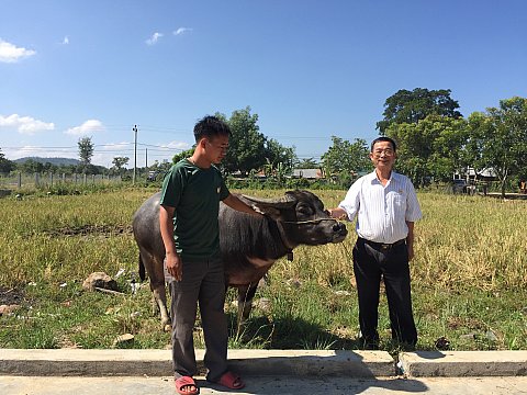 Hội CCB huyện Cư M'gar bàn giao trâu cho hội viên Hờ Mí Vừ