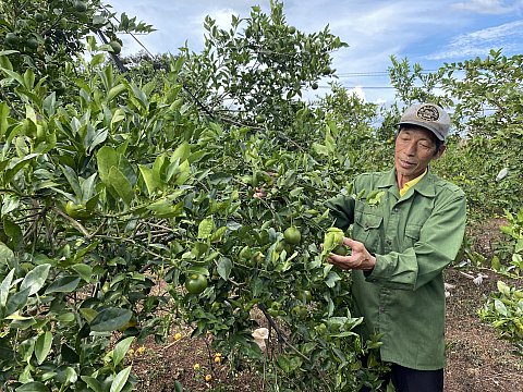 Trồng quýt đường, cam sành ở Cư M'gar cho thu nhập khá