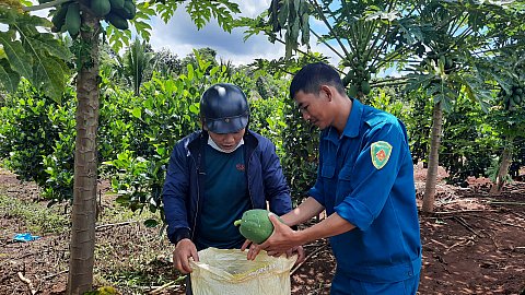 Huyện Cư M'gar chung tay quyên góp rau, củ, quả hỗ trợ cho nhân dân khu cách ly, khu bị phong tỏa ở thành phố HCM