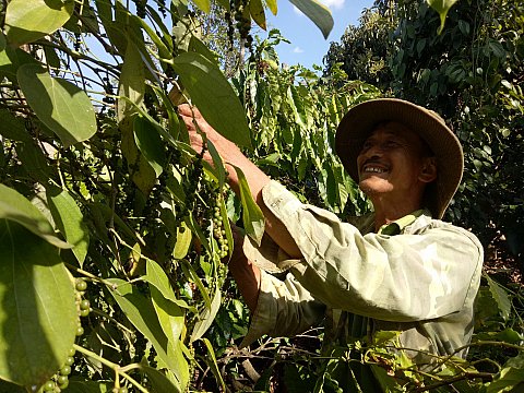 Giá hồ tiêu tăng, nông dân trồng hồ tiêu vẫn gặp nhiều khó khăn