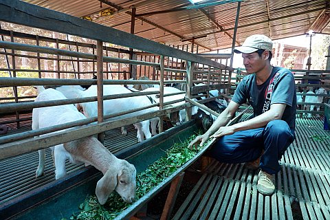 Tấm gương thanh niên Niê Nhật Quốc xã Ea H'đing phát triển kinh tế từ mô hình nuôi dê nhốt chuồng