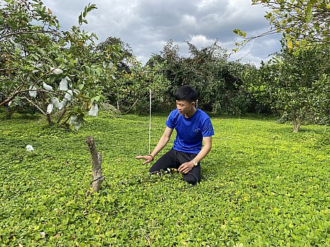 Nông dân huyện Cư M'gar tiết kiệm chi phí sản xuất nhờ áp dụng “thảm thực vật” trong vườn cây