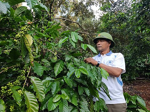 CCB Y Dhăm ÊBan ở buôn Yông xã Ea Drơng thu nhập hàng trăm triệu đồng từ sản xuất nông nghiệp