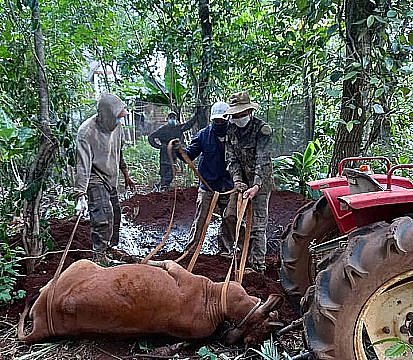 Xã Cuôr Đăng tiêu hủy 05 con bò mắc bệnh viêm da nổi cục