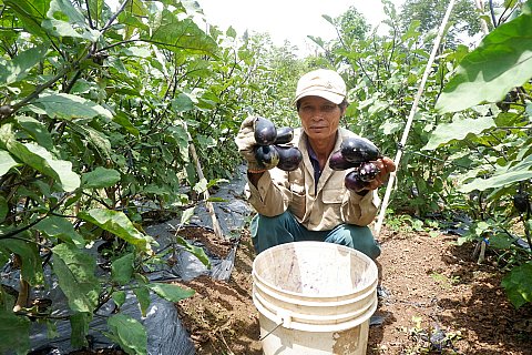 Người trồng cà tím Nhật Bản ở thị trấn Ea Pốk không tiêu thụ được sản phẩm do bị ảnh hưởng bởi bệnh Covid-19