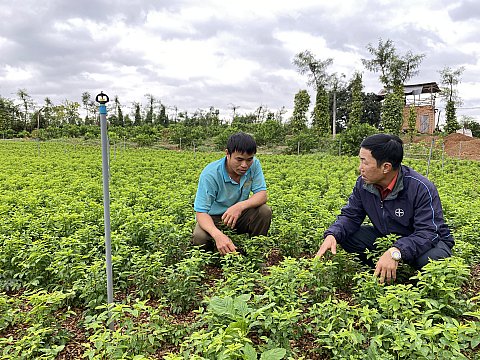 Nông dân xã Quảng Hiệp tích cực chuyển đổi cây trồng, vật nuôi