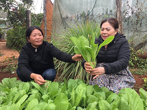 Nông dân Cư M'gar chủ động phát triển diện tích rau xanh