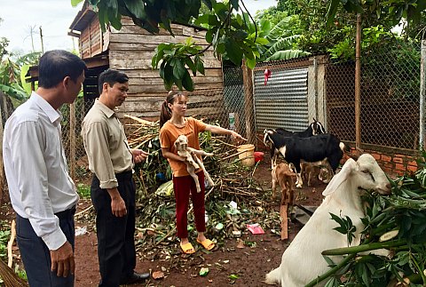 Hiệu quả từ hoạt động hỗ trợ dê giống sinh sản trao sinh kế cho hộ nghèo ở xã Quảng Hiệp