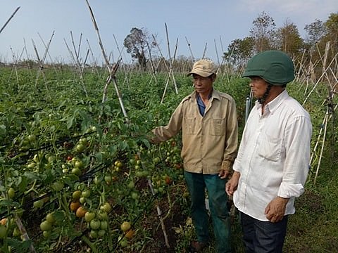 Nông dân trồng rau ở thị trấn Ea Pôk gặp khó khăn