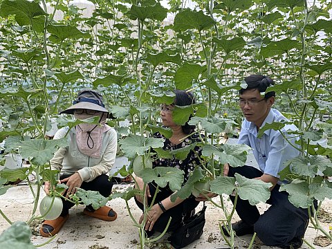 Triển vọng từ mô hình trồng dưa lưới công nghệ cao