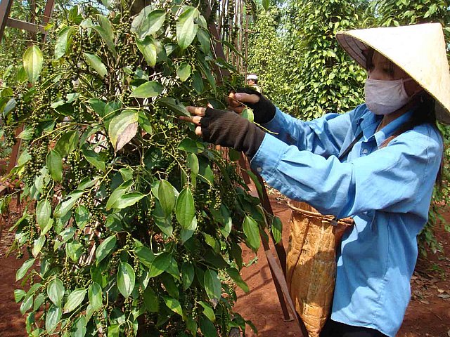 Nông dân huyện Cư M'gar kém vui vì hồ tiêu “mất mùa, mất giá”