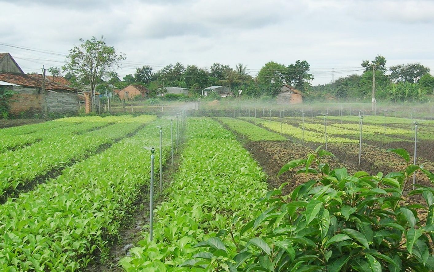 Thoát nghèo nhờ trồng rau xanh