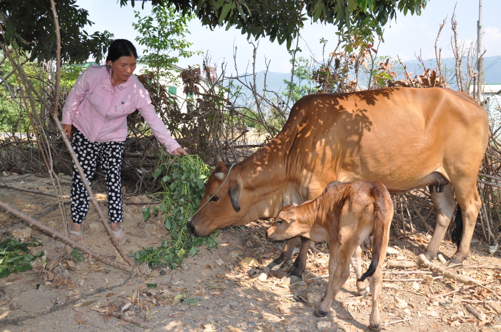 Xã Ea Drơng xây dựng quỹ “ngân hàng bò địa phương, chung tay xây dựng NTM” được 10 triệu đồng