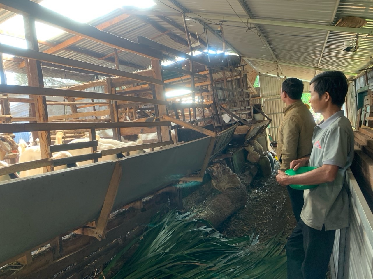 HỘI VIÊN HỘI NÔNG DÂN XÃ CƯ DLIÊ M’NÔNG TĂNG THU NHẬP TỪ MÔ HÌNH “NUÔI DÊ SINH SẢN”