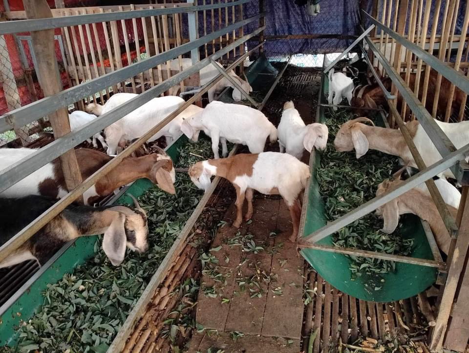 Đoàn viên thanh niên phát triển kinh tế từ vốn vay ngân hàng chính sách
