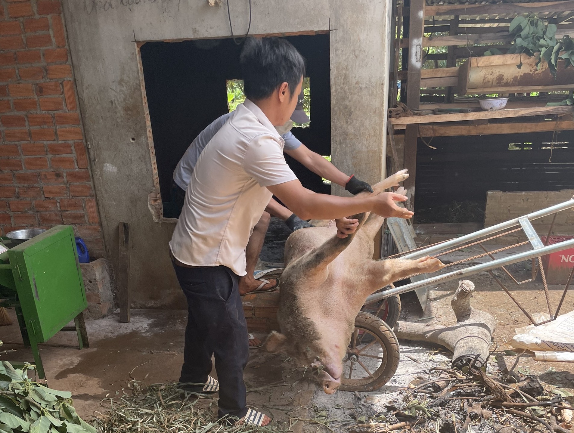 Huyện Čư M'gar tiêu hủy 06 con lợn mắc dịch tả lợn châu Phi tại địa bàn xã Ea H'đing 