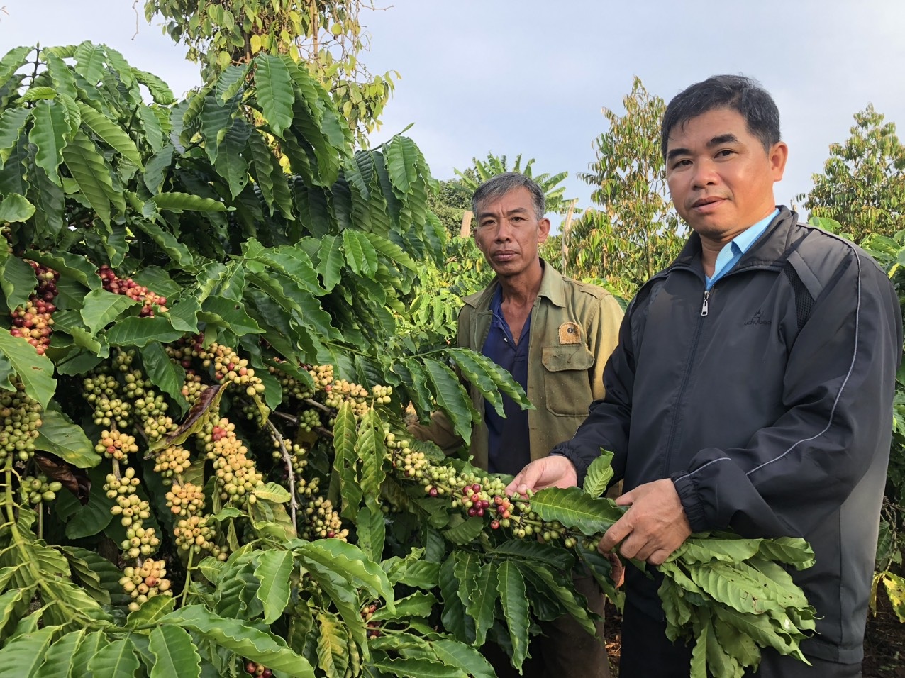 Nông dân huyện Čư M'gar phấn khởi thu hoạch cà phê năm 2023