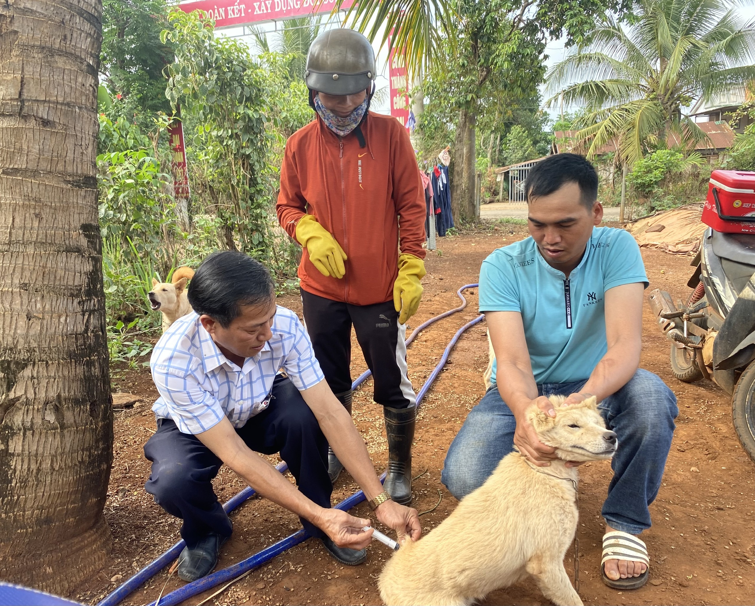 Huyện Čư M'gar: tỷ lệ tiêm vắc xin phòng dại cho đàn chó, mèo đợt I năm 2023 đạt hơn 94,4% kế hoạch