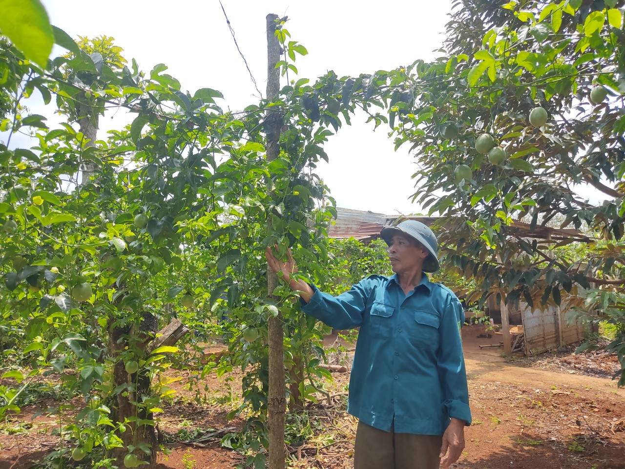 Chanh dây rớt giá, nhiều người lao đao 