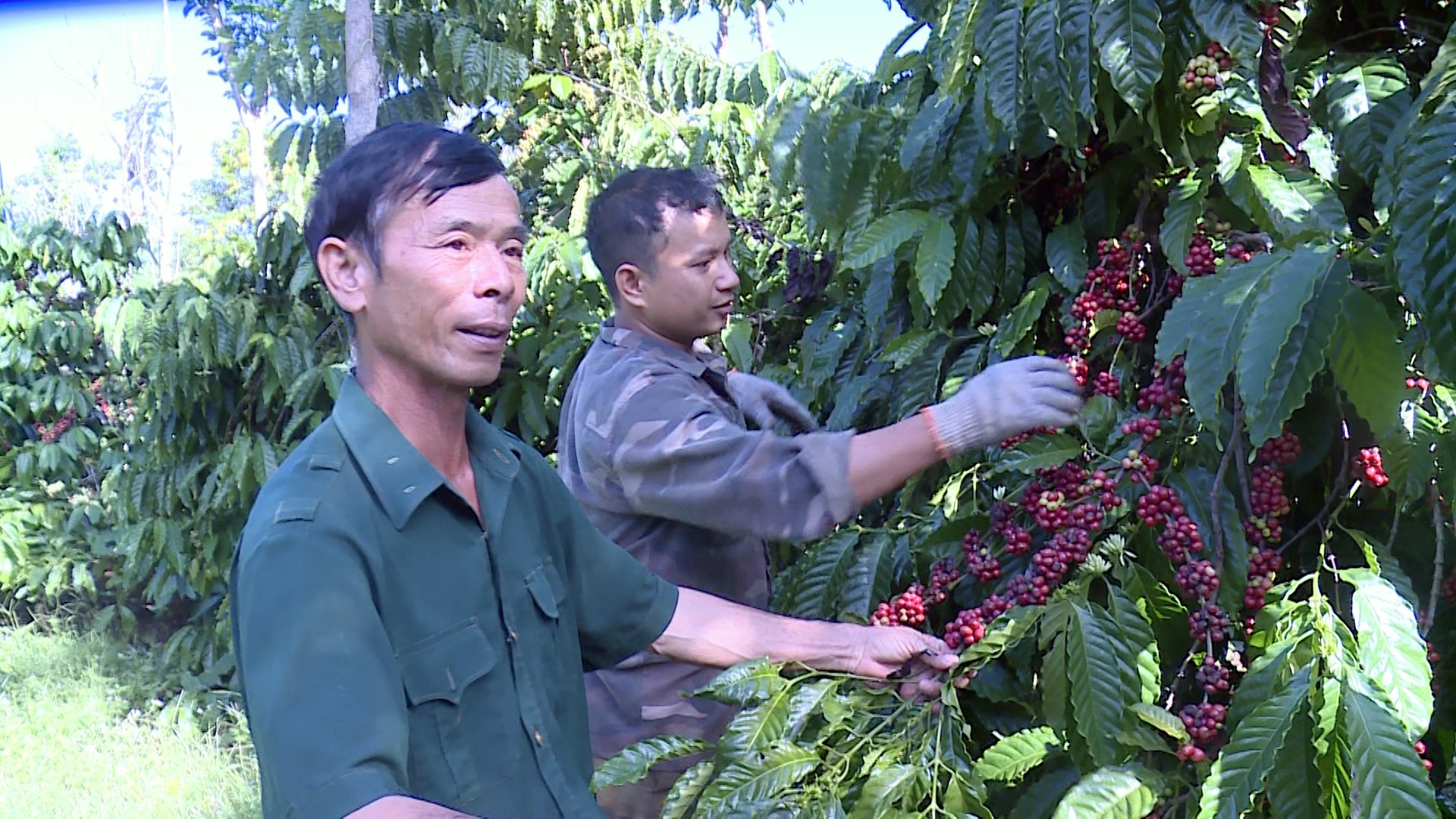 Huyện Čư M'gar đẩy mạnh phát triển hợp tác, liên kết  trong sản xuất nông nghiệp