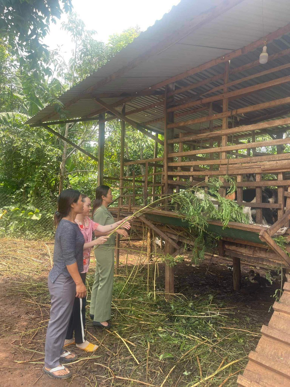 Thanh niên lập nghiệp từ nguồn vốn hỗ trợ tạo việc làm, duy trì và mở rộng việc làm