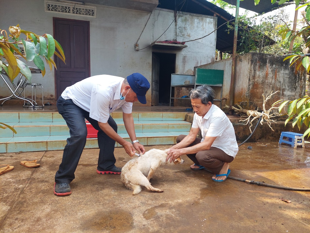 Tiêm vắc xin phòng bệnh dại đại trà cho đàn chó ở xã Ea Drơng 