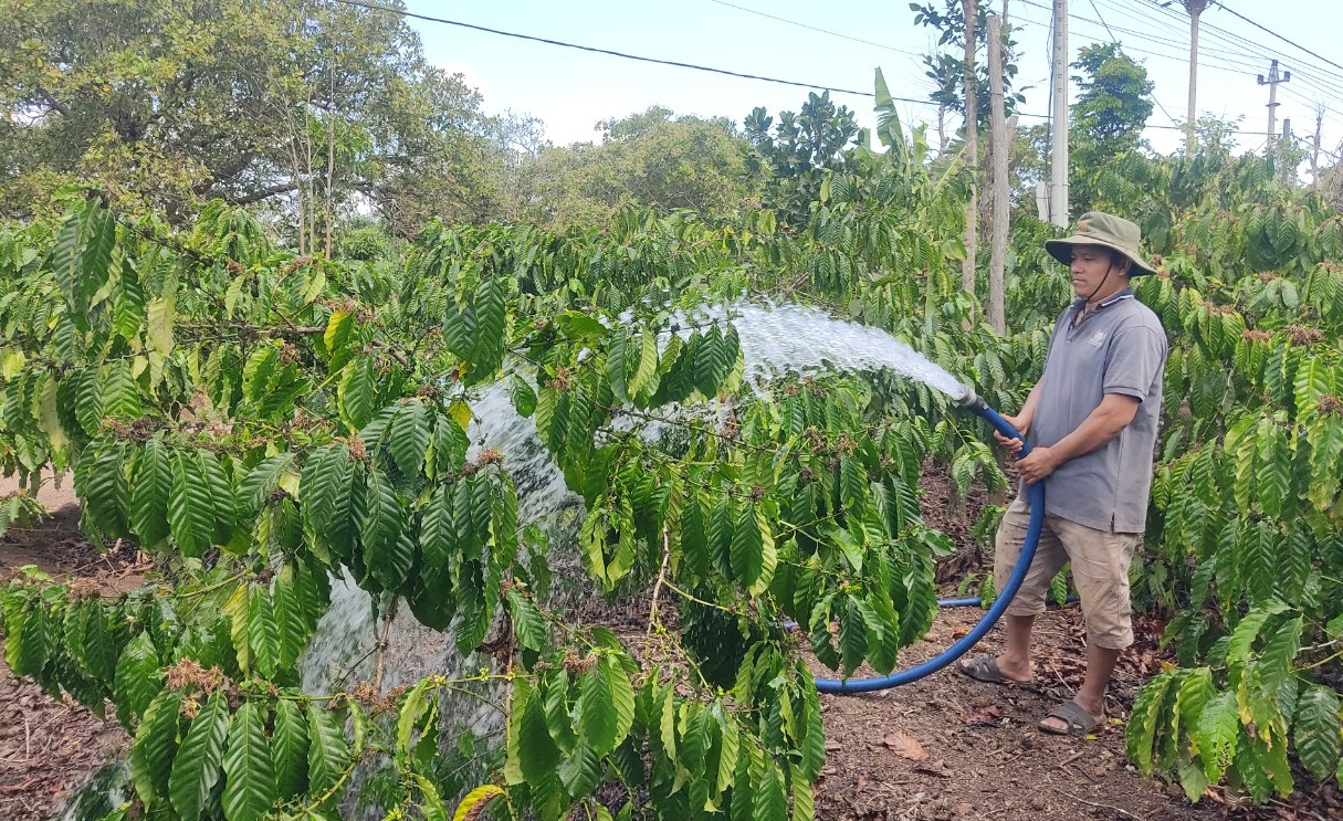 Xã Ea Tar đối mặt với nguy cơ thiếu hụt nguồn nước để tưới cho các loại cây trồng 