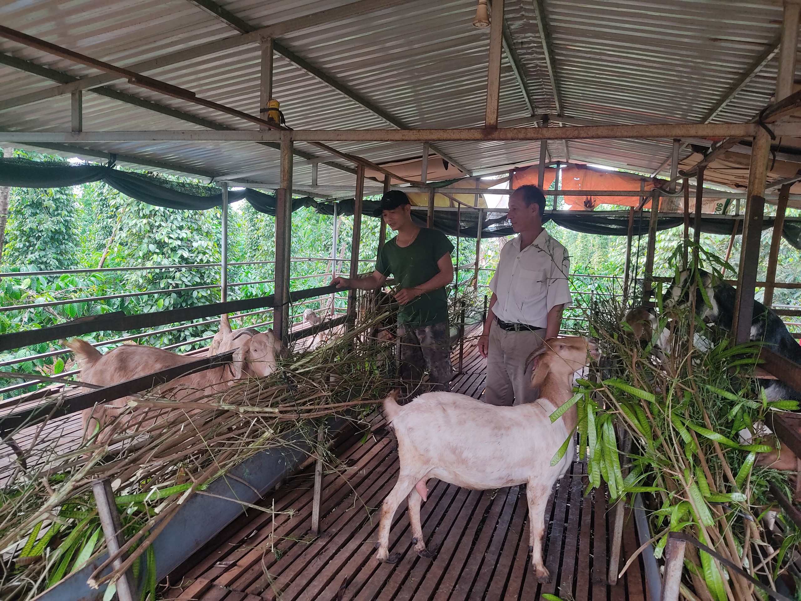 Anh Vi Thành Đua phát triển kinh tế từ mô hình đa cây, đa con