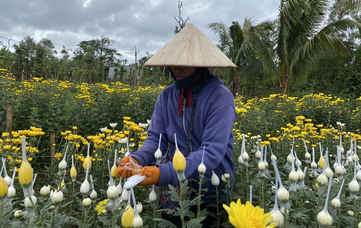 Làng hoa” ở thị trấn Ea Pốk rộn ràng vào vụ hoa Tết