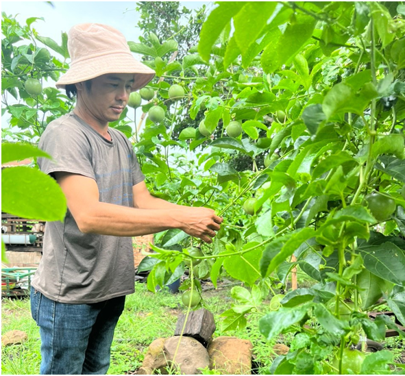 Hội viên Nông dân xã Eakpam Huyện Cư M’gar phát huy hiệu quả nguồn vốn vay Ngân hàng Chính sách xã hội