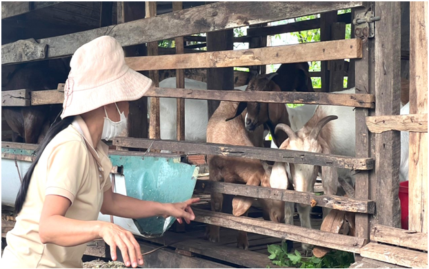 PHÁT TRIỂN CHĂN NUÔI, TẠO VIỆC LÀM TỪ NGUỒN VỐN VAY TÍN DỤNG CHÍNH SÁCH