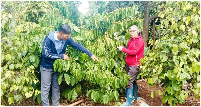 Hội viên Nông dân xã Ea Kiết Huyện Cư M’gar phát huy hiệu quả  nguồn vốn vay Ngân hàng Chính sách xã hội