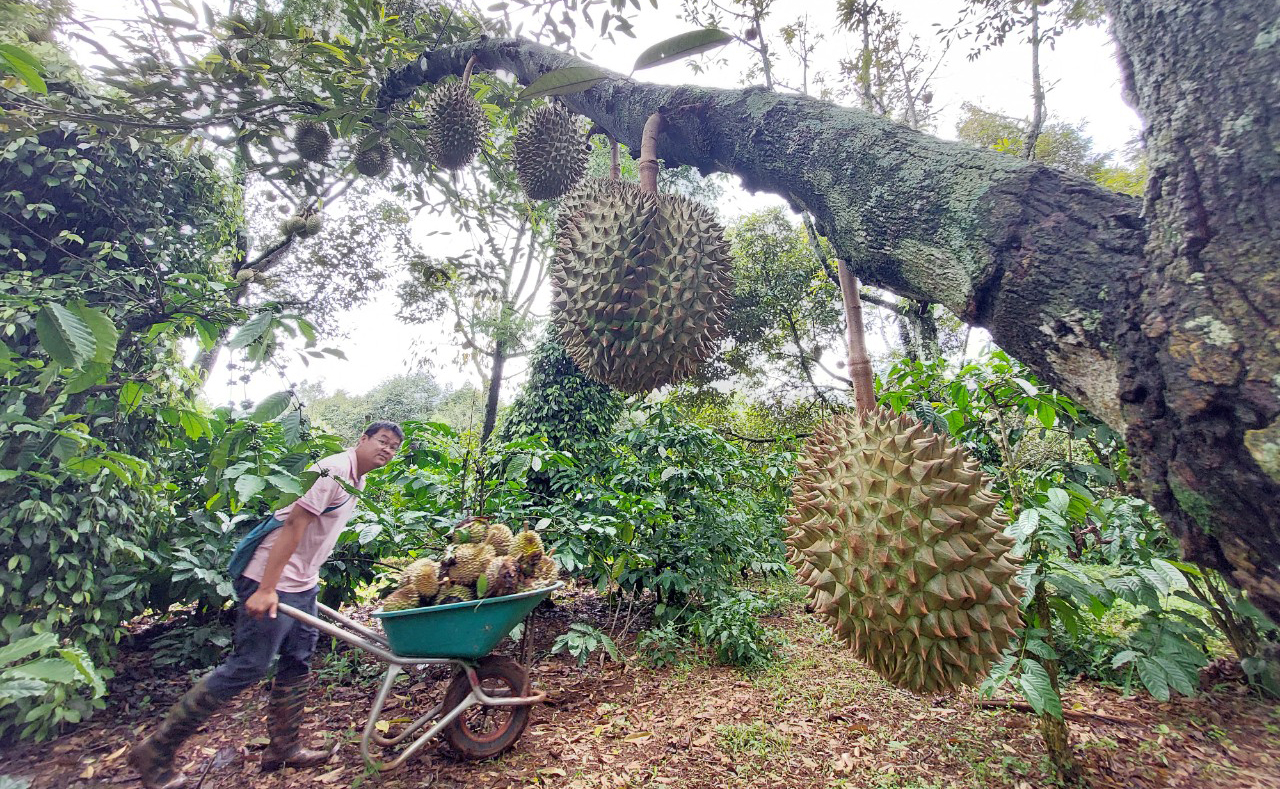 sau-rieng-ocop-3sao