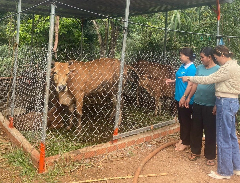 Gương điển hình trong phát triển kinh tế từ nguồn vốn vay Ngân hàng Chính sách xã hội huyện Cư M’gar