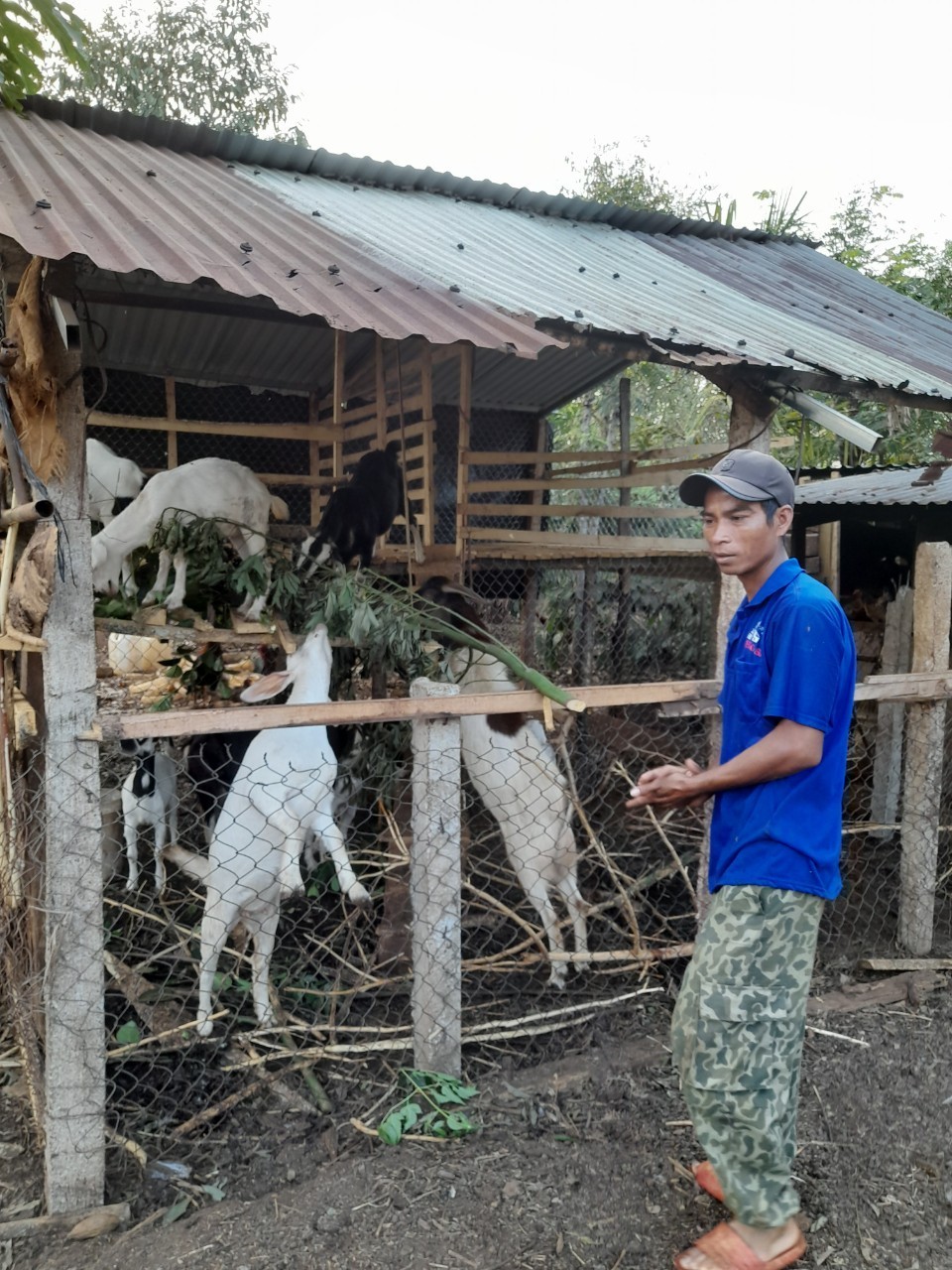 Phát triển Mô hình chăn nuôi dê sinh sản từ nguồn vốn vay Ngân hàng Chính sách xã hội huyện Cư M’gar do Đoàn xã Ea Drơng quản lý