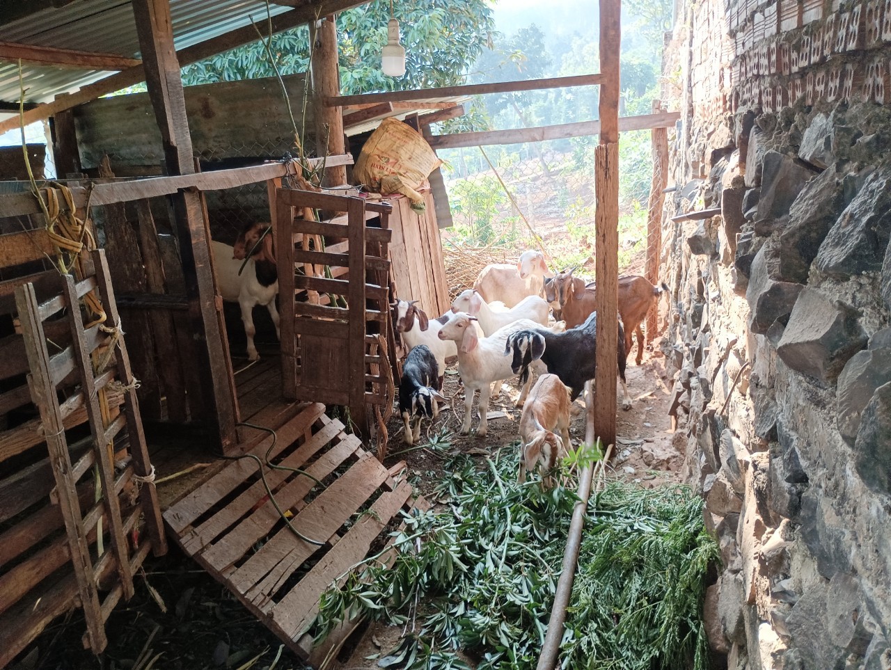Vốn vay chuyển đổi nghề của Ngân hàng Chính sách xã hội giúp hộ vay bớt khó khăn
