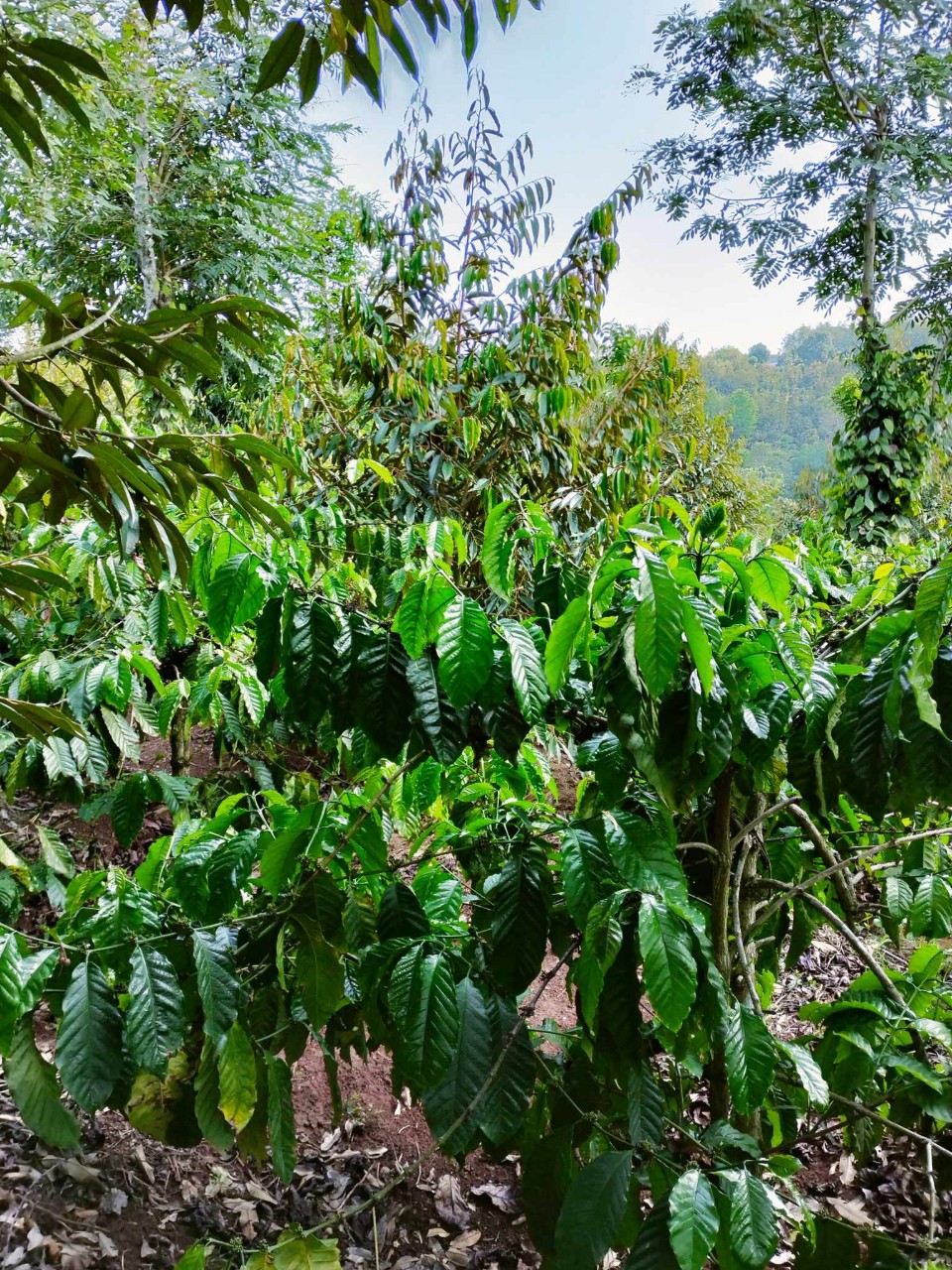 d5b041a0991639486007