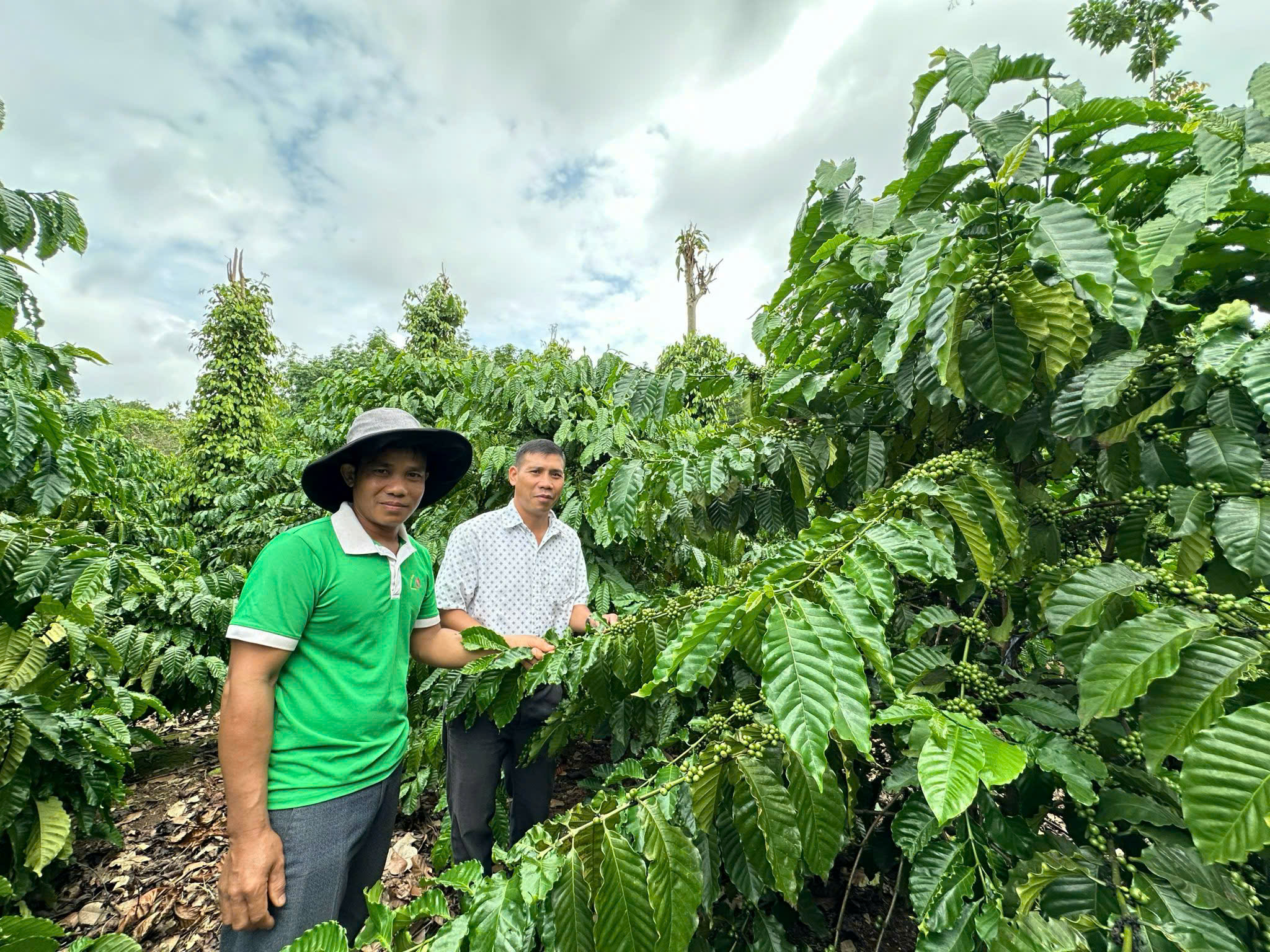 Anh Lô Văn Dương tại xã Ea Kuếh – Điển hình áp dụng phương thức canh tác mới trong sản xuất nông nghiệp