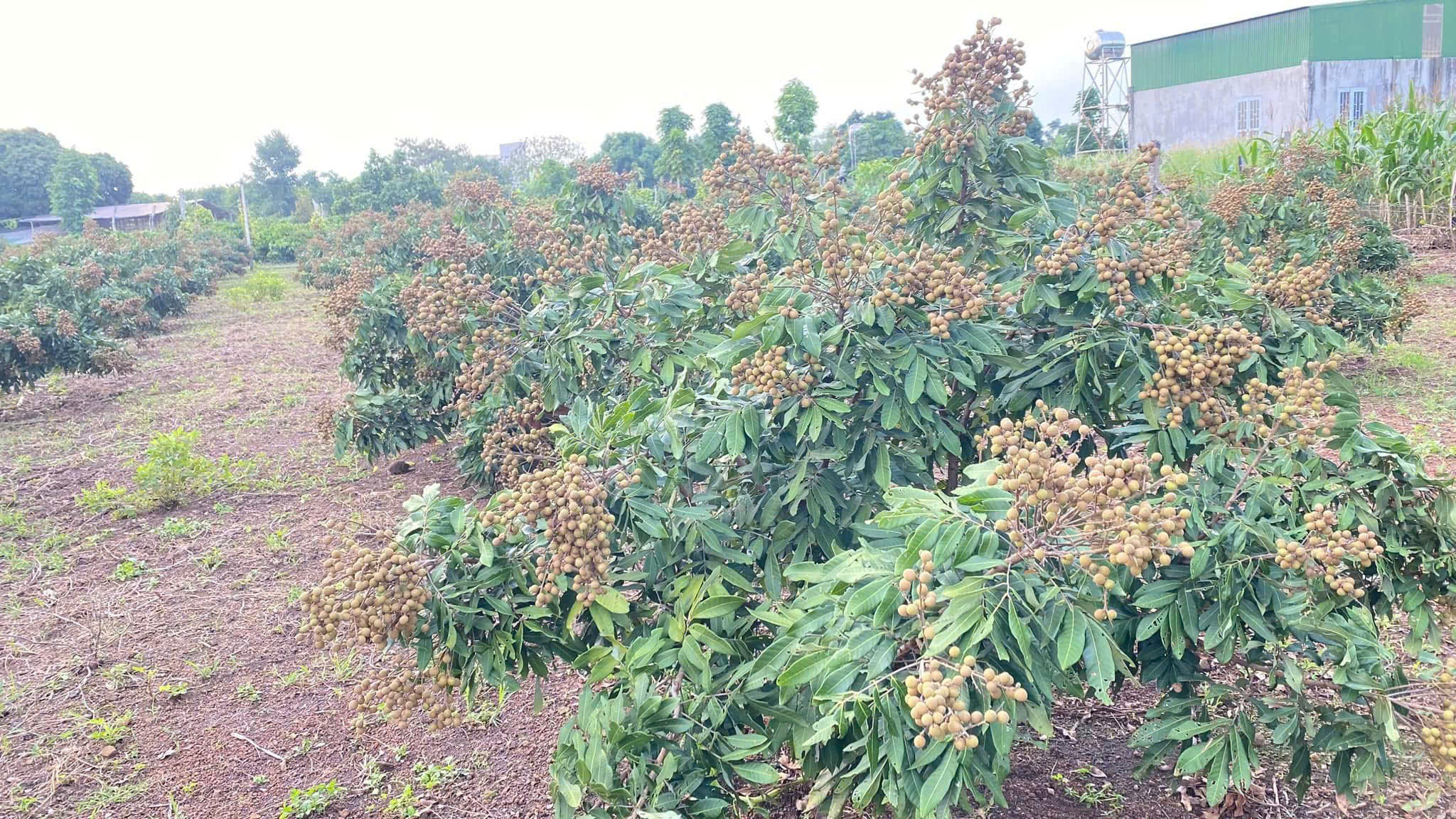 MẠNH DẠN VAY VỐN TÍN DỤNG NGÂN HÀNG CHÍNH SÁCH CHUYỂN ĐỔI CÂY TRỒNG TRÊN ĐẤT NÔNG NGHIỆP