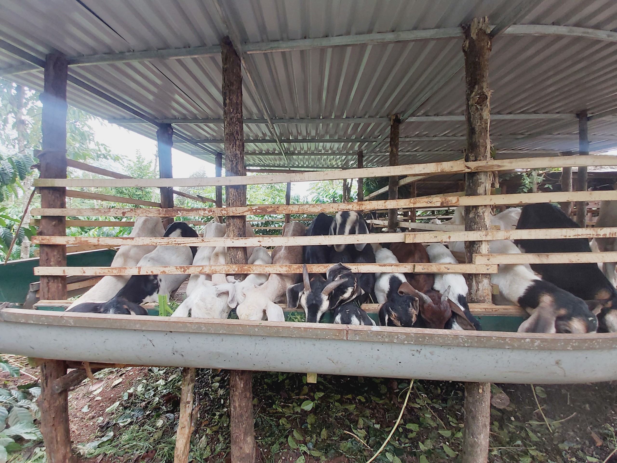 GƯƠNG ĐIỂN HÌNH MÔ HÌNH CHĂN NUÔI DÊ SINH SẢN  VƯƠN LÊN THOÁT NGHÈO TỪ VỐN VAY NGÂN HÀNG CHÍNH SÁCH XÃ HỘI