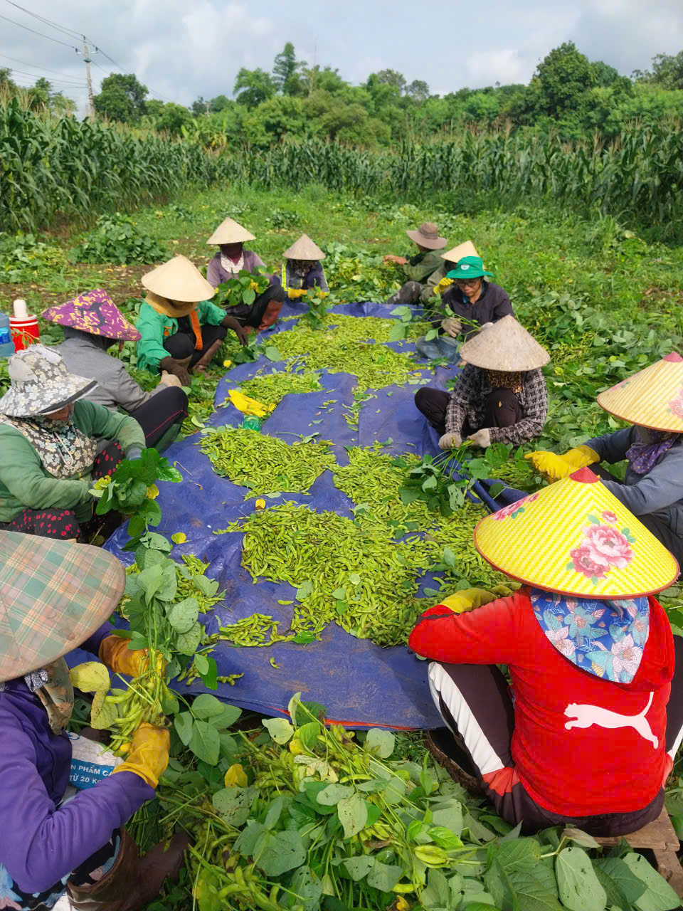 Hội nông dân xã chủ động triển khai chương trình phối hợp với Hợp tác xã  nông nghiệp du lịch xã Ea M’nang, và công ty Hosaki Nhật Bản triển khai trồng đậu nành