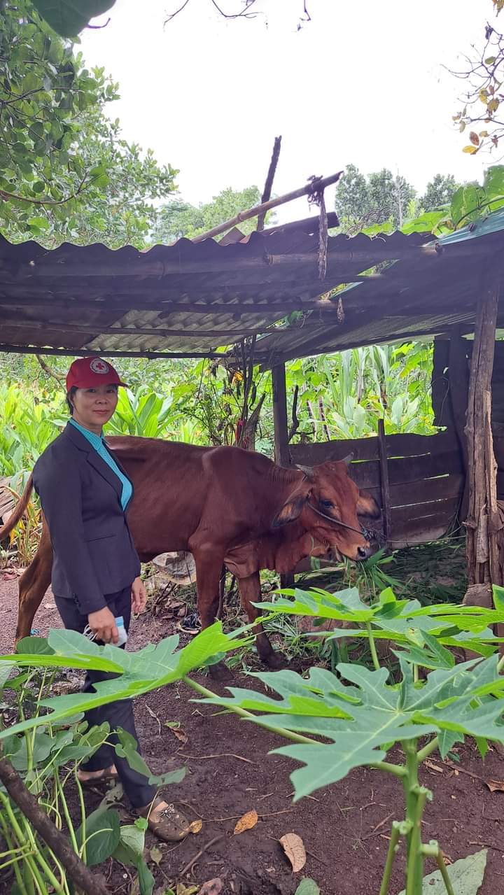 CHƯƠNG TRÌNH HỖ TRỢ VAY VỐN CHĂN NUÔI BÒ TỪ QUỸ HỘI CHỮ THẬP ĐỎ TRUNG ƯƠNG